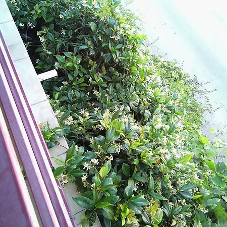 Diamanto بيت ضيافة إريتريا